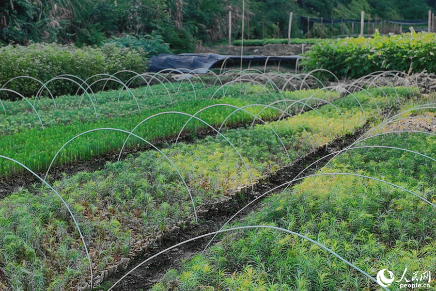 清流縣保障性苗圃的育苗區(qū)。人民網(wǎng) 楊灝昱攝