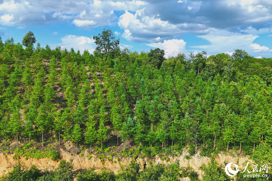 “一林三吃”的經(jīng)營(yíng)模式豐富了林下經(jīng)濟(jì)的多樣性。人民網(wǎng) 李昌乾攝