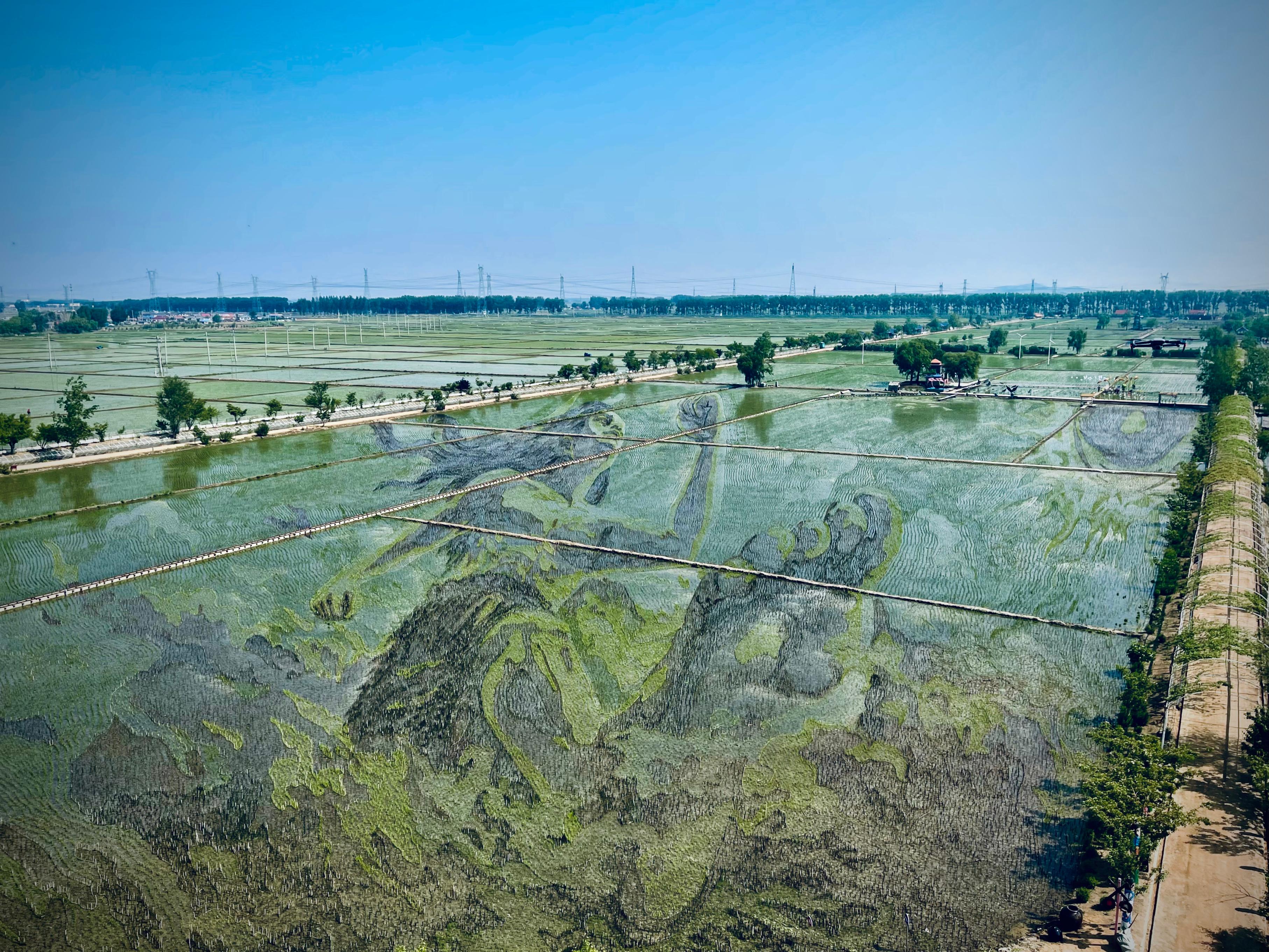 “歷史典故-夸父逐日”稻田畫。人民網(wǎng)記者 任妍攝