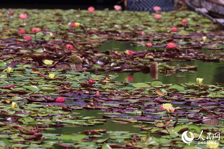 藏在繁花深處的3朵雙色睡蓮。人民網(wǎng)記者 陳博攝 藏在繁花深處的3朵雙色睡蓮。人民網(wǎng)記者 陳博攝