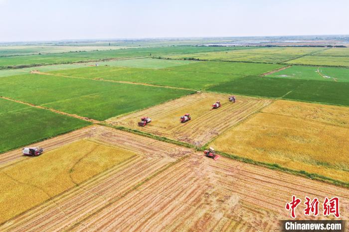 圖為在南昌縣大田農(nóng)社，收割機(jī)正在收割早稻?！⒘?攝