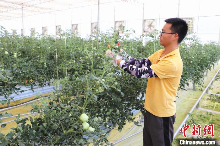 圖為在紅谷灘區(qū)元宇宙·VR數(shù)字農(nóng)業(yè)示范基地七彩番茄培育車間內(nèi)，農(nóng)業(yè)技術(shù)員正在對番茄植株進(jìn)行修剪?！⌒苠\陽 攝