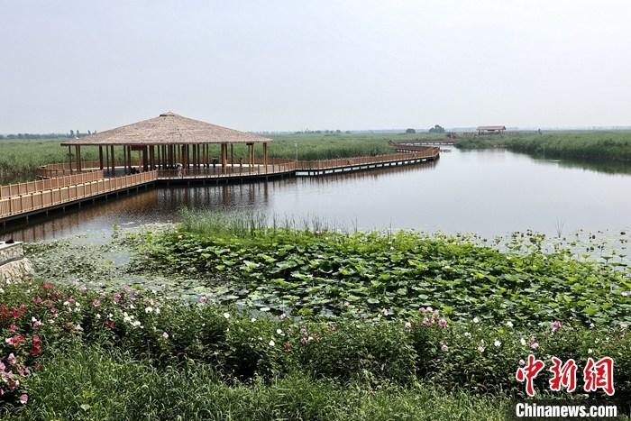 從完成頂層設(shè)計(jì)到如火如荼大規(guī)模建設(shè)，六年來，雄安新區(qū)如春天的竹子一般拔節(jié)生長(zhǎng)，這座承載千年大計(jì)的“未來之城”已雄姿初顯。從“一張白紙”開始著墨，如今的雄安新區(qū)已是濃墨重彩的“山水畫”。<a target='_blank' href='/'>中新社</a>記者近日走訪了雄安新區(qū)多地，從“藍(lán)綠金”三色感受這座“未來之城”的巨大變化。圖為7月20日，河北白洋淀上荷花滿淀、蘆花搖曳。 <a target='_blank' href='/'>中新社</a>記者 易海菲 攝